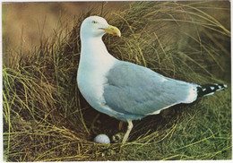 Groeten Van Het Eiland Vlieland - Zeemeeuw, Ei, Nest - (Nederland/Holland) - No. Z - (Vogel / Bird / Oiseau) - Vlieland