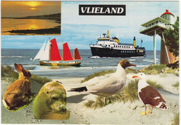 Het Eiland Vlieland - Dieren, Veerboot, Vuurtoren  (Nederland/Holland) - Nr. L 7023 - Vlieland