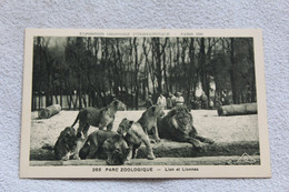 Exposition Coloniale, Paris 1931, Parc Zoologique, Lion Et Lionnes, Animaux - Lions