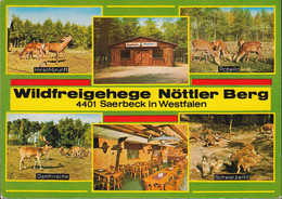 D-48369 Saerbeck - Wildfreigehege Nöttler Berg - Rotwild - Damhirsche - Schwarzwild - Ibbenbueren