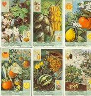 LIEBIG : S_1537 : 'Fruits Exotiques - Other & Unclassified