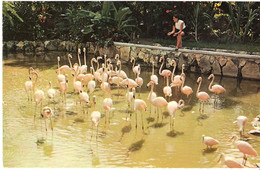 NASSAU - Bahamas / Flamingos - Oiseaux