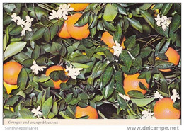 Oranges And Orange Blossoms Orlando Florida 1987 - Orlando