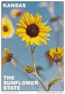 The Native Wild Sunflower Kansas City Missouri - Kansas City – Missouri