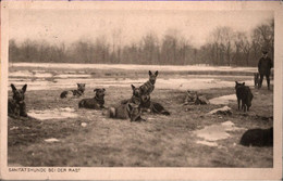 ! Alte Ansichtskarte Sanitätshunde, 1916 - Honden