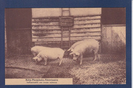 CPA Vétérinaire Cochon Pig GERS Lot ? Catus Voir Dos - Cochons