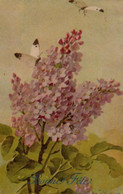 Illustrée  Signée C. KLEIN : Papillons Blancs Sur Lilas Violet - Klein, Catharina
