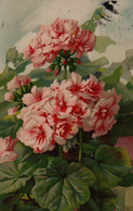 Illustrée MB Signée A. HALLER . Une Belle Branche De Geranium - Haller, A.