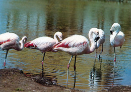 ZOO Arche Noah Grömitz, Germany - Flamingo - Groemitz