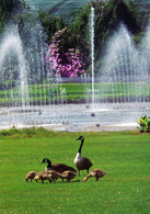Vogelpark Walsrode (Bird Park), Germany - Goose - Walsrode