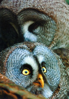 Vogelpark Walsrode (Bird Park), Germany - Great Grey Owl - Walsrode