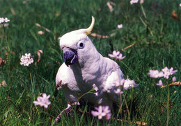 Vogelpark Walsrode (Bird Park), Germany - Cockatoo - Walsrode