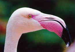 Vogelpark Walsrode (Bird Park), Germany - Flamingo - Walsrode