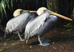 Vogelpark Walsrode (Bird Park), Germany - Pelican - Walsrode