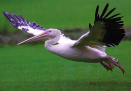 Vogelpark Walsrode (Bird Park), Germany - Pelican - Walsrode