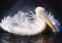 Vogelpark Walsrode (Bird Park), Germany - Pelican - Walsrode