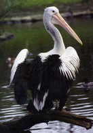 Vogelpark Walsrode (Bird Park), Germany - Pelican - Walsrode