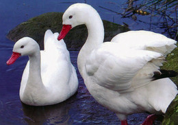 Vogelpark Walsrode (Bird Park), Germany - Coscorcoba Swan - Walsrode