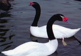 Vogelpark Walsrode (Bird Park), Germany - Black-neked Swan - Walsrode