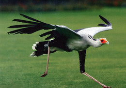 Vogelpark Walsrode (Bird Park), Germany - Secretary Bird - Walsrode