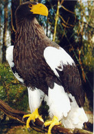 Vogelpark Walsrode (Bird Park), Germany - Steller's Sea Eagle - Walsrode