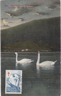 Carte Maximum Card Oiseau Bird Finlande Finland  Cygne Swan 1957 - Maximumkaarten