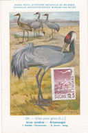 Carte Maximum Card Oiseau Bird Finlande Finland  1952 Grue Cendrée Grus - Cartes-maximum (CM)