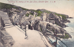 2355/  Isle Of Man, Watching The Feeding Of The Sea Lions, Groudle Glen, 1907 - Isle Of Man