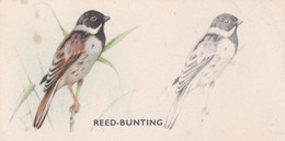 9 Reed Bunting - Bird Painting 1938 - Godfrey Phillips Cigarette Card - Original - Wildlife - Nature - Phillips / BDV