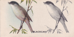 25 Blackcap - Bird Painting 1938 - Godfrey Phillips Cigarette Card - Original - Wildlife - Nature - Phillips / BDV