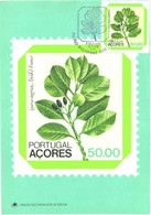 Portugal Acores:Maxi Card, Stamp On Postcard, Regional Flowers, Laurus Azorica, 1981 - Stamps (pictures)