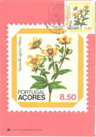 Portugal Acores:Maxi Card, Stamp On Postcard, Regional Flowers, Ranunculus Azoricus Watson, 1981 - Stamps (pictures)