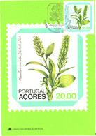 Portugal Acores:Maxi Card, Stamp On Postcard, Regional Flowers, Platanthera Micranta, 1981 - Stamps (pictures)