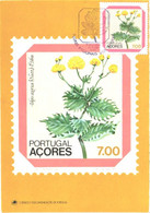 Portugal Acores:Maxi Card, Stamp On Postcard, Regional Flowers, Tolpis Azorica, 1981 - Stamps (pictures)