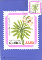 Portugal Acores:Maxi Card, Stamp On Postcard, Regional Flowers, Azorina Vidalii, 1982 - Stamps (pictures)