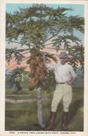 Amérique - Panama - Arbre à Papayes Et Fruits - A Papaya Tree Loaded With Fruits - Panama