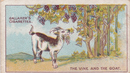 57 The Vine & Goat, Fables & Their Morals 1922  - Gallaher Cigarette Card - Original - Antique - Gallaher