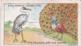 51 The Peacock & The Crane, Fables & Their Morals 1922  - Gallaher Cigarette Card - Original - Antique - Gallaher