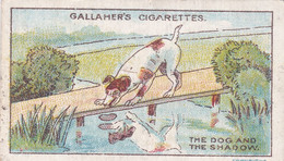 The Dog & The Shadow, Fables & Their Morals 1922  - Gallaher Cigarette Card - Original - Antique - Gallaher