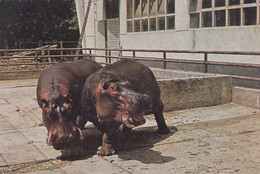 Hippo , Hippopotamus Amphibius - Zagreb Croatia City Zoo - Entrance Ticket Postcard - Hippopotamuses