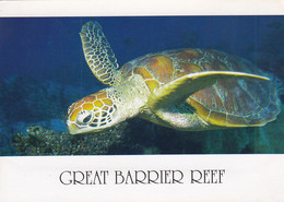 Turtle Tortue Great Barrier Reef Australia - Tortues