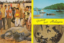 Turtle Tortue Malaysia - Turtles