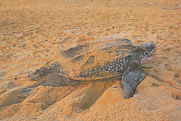 Turtle Tortue Malaysia - Giant Leatherback Turtle At Dungun Beach - Tortugas