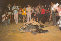 Turtle Tortue Malaysia - Giant Leatherback Turtle At Dungun Beach - Tortues