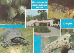 Turtle Tortue Iguana Aquarium Fish Osijek Cooatia Zoo - Turtles