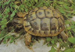 Turtle Tortue Testudo Hermanni - Tortues