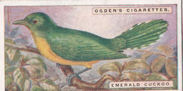 11 Emerald Cuckoo  - Foreign Birds 1924 - Ogdens  Cigarette Card - Original - Wildlife - Ogden's