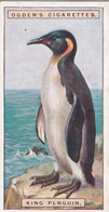 33 King Penguin - Foreign Birds 1924 - Ogdens  Cigarette Card - Original - Wildlife - Ogden's