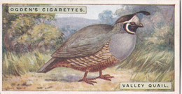 36 Valley Quail - Foreign Birds 1924 - Ogdens  Cigarette Card - Original - Wildlife - Ogden's