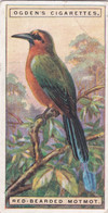 31 Red Bearded Motmot  - Foreign Birds 1924 - Ogdens  Cigarette Card - Original - Wildlife - Ogden's